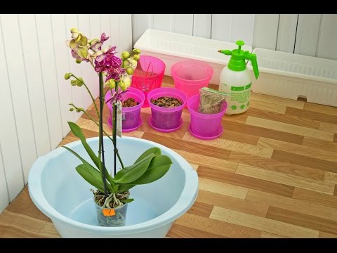 Видео: ПЕРЕСАДКА ОРХИДЕИ ПОСЛЕ ПОКУПКИ #1