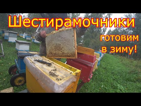 Видео: ШЕСТИРАМОЧНИКИ! готовим в зиму! КОМПЛЕКТУЕМ ГНЁЗДА!