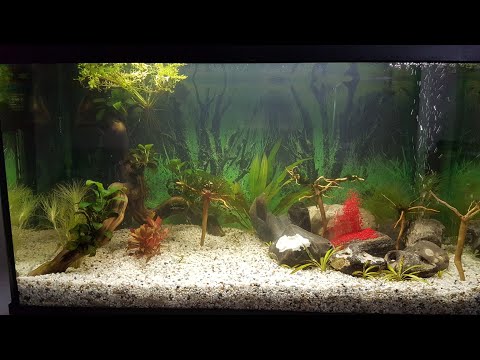Видео: Дафния ошибки при разводе
