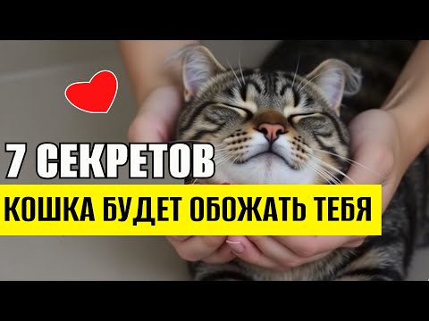 Видео: 7 Секретов, от которых кошка начнёт тебя ОБОЖАТЬ #кот #кошки
