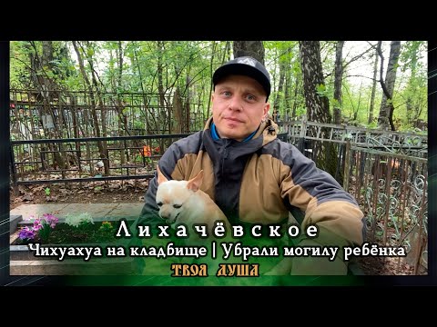 Видео: Чихуахуа на кладбище | Убрали могилу ребёнка | Лихачёвское ✞ Уборщик заброшенных могил ✞