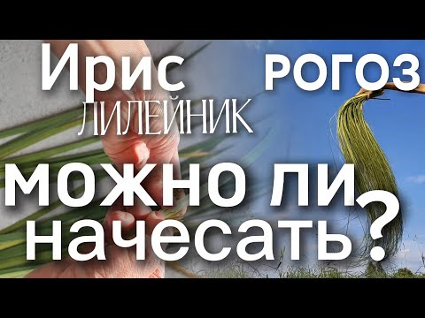 Видео: Листья Рогоза, Лилейника и Ириса - Можно ли начесать? И что можно сделать?