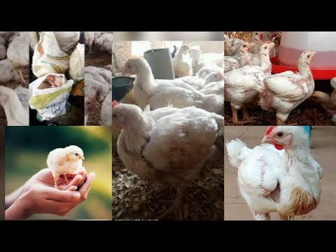 Видео: Самый быстрый способ достичь веса цыплят-бройлеров 3–4 кг за 6–7 недель.