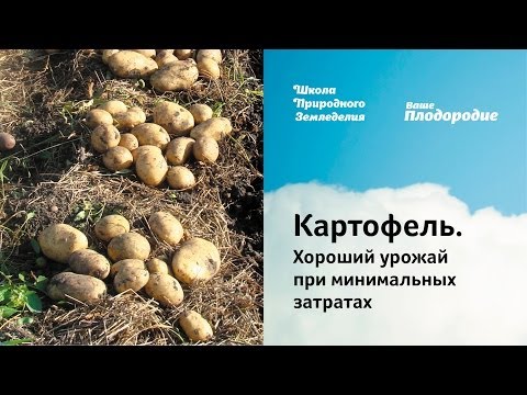 Видео: Картофель. Хороший урожай при минимальных затратах