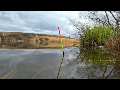 Видео: РЫБАЛКА НА ПОПЛАВОК В ЗАБРОШЕННОМ ДЕРЕВЕНСКОМ ПРУДУ. Карась на маховую удочку