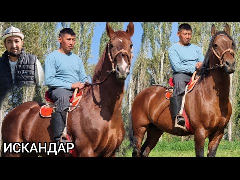 Видео: пай пай пай   ИСКАНДАР  Чыкты/  Улактагы  далил  Видиосу менен Чыкты