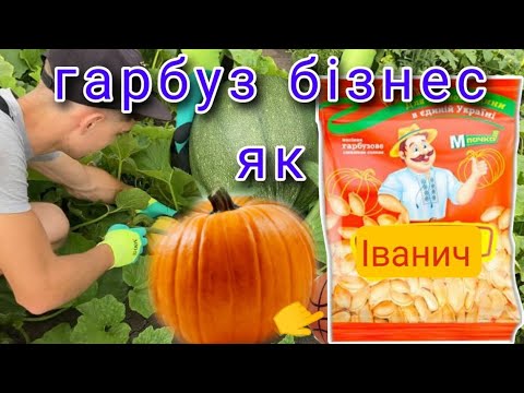 Видео: ✅🇺🇦наш гарбуз як мʼяч Як ми новичкии у справі Гарбузоводів? Гарбуз2023 добривом годуємо🎃Кукурудза