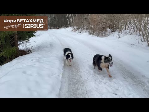 Видео: Секреты породы. Бордер-колли // #ПриВЕТАхмед