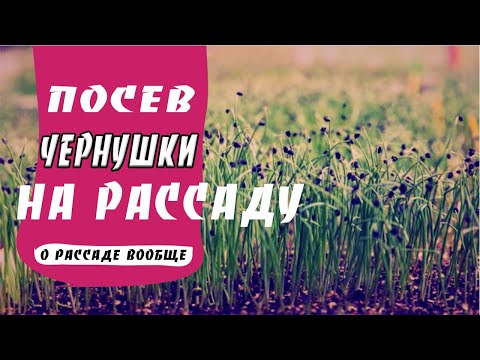 Видео: Как посеять семена лука на рассаду. И немного о рассаде вообще.