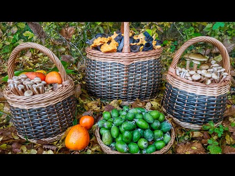 Видео: ПОСТАВИЛ МАШИНУ и НАЧАЛОСЬ! Это ШОК ШОКОВЫЙ! ОПЯТА и БЕЛЫЕ ЛИСИЧКИ и ЧЁРНЫЕ ЛИСИЧКИ! Грибы 2024
