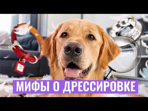 Видео: ПРАВДА или ЛОЖЬ? САМЫЕ РАСПРОСТРАНЕННЫЕ МИФЫ о дрессировке собак!