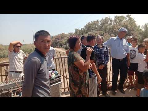 Видео: Сары алтын