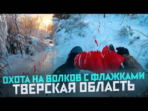 Видео: Охота на волков с флажками в Тверской области