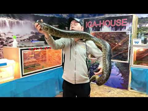 Видео: Содержание большого питона дома