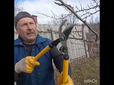 Видео: Весенняя обрезка яблони.Поэтапное видео.#обрезкадеревьев #tagetes
