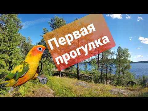 Видео: ПЕРВАЯ ПРОГУЛКА. Солнечный аратинга на улице.