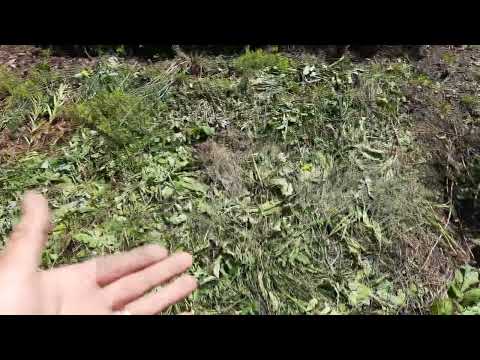 Видео: Как сделать почву огорода плодородной живой
