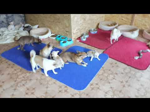 Видео: #ЧИХУА ХАРАКТЕР ЩЕНКА#ПОРОДА СОБАК ЧИХУА КАКОЙ ХАРАКТЕР #ПИТОМНИКРКФМАРИМИСТИК#куплючихуапродающенка