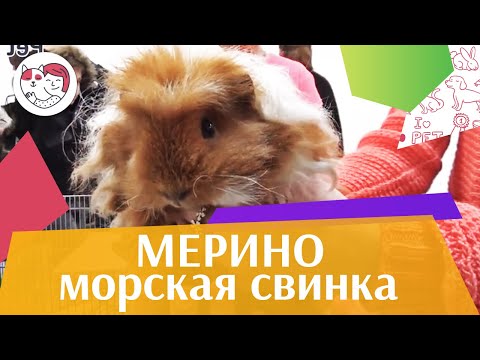 Видео: Морская свинка Мерино на ilikepet. Особенности породы, уход