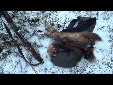 Видео: ОХОТА НА СОБОЛЯ И КУНИЦУ КАПКАНАМИ / Охота с  лайкой на пушнину. Сезон 25-26г.