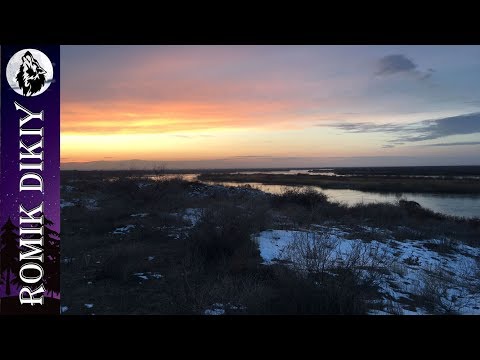 Видео: Закрытие сезона охоты на фазана. О/х "Бабахты" (23-24 декабря 2017г)