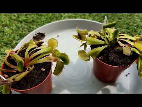 Видео: Как кормить Венерину Мухоловку?  Венерина Мухоловка на "самовыгуле".