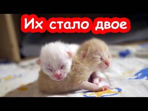 Видео: VLOG ШОК. Спустя сутки кошка родила второго. У нас появились пингвины