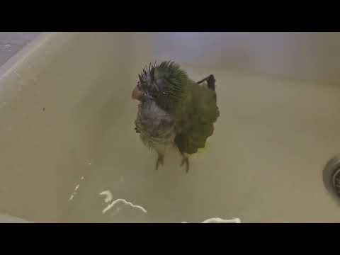 Видео: Попугай Риики очень любит купаться и неважно как и где))))))