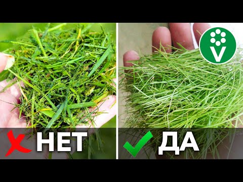 Видео: 5 НЕТ ПРИ МУЛЬЧИРОВАНИИ ТРАВОЙ! Используйте скошенную траву правильно для повышения плодородия