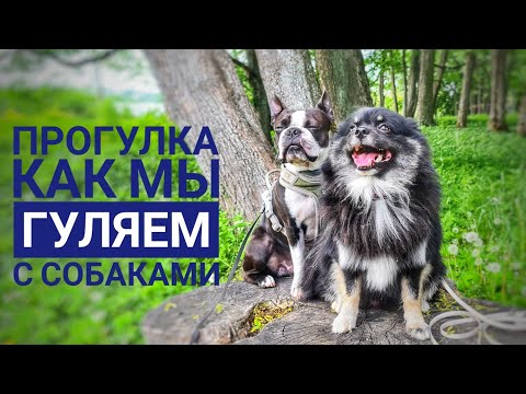 Видео: Годовалый метис шпица Миша/Как проходят наши прогулки