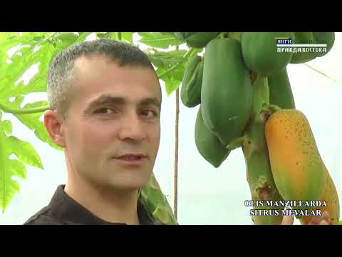 Видео: Оддий қишлоқда қовун дарахти, бир банандан йилда уч марта ҳосил