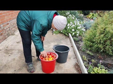 Видео: ТАТКО ШИФЕР СТАВИТЬ, МАМА ДЕБАРАО ПРИБИРАЄ!