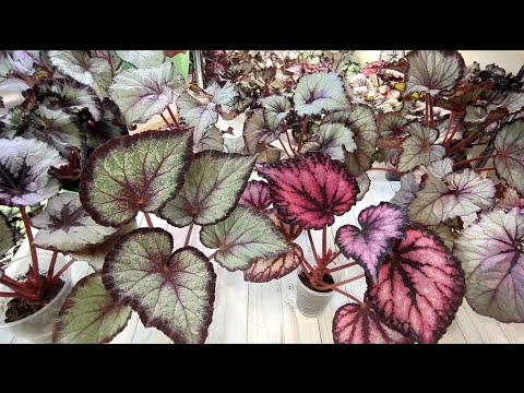 Видео: Детки бегоний на 15.06.24г.