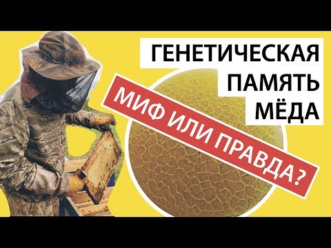 Видео: ГЕНЕТИЧЕСКАЯ ПАМЯТЬ МЕДА. МИФ ИЛИ ПРАВДА. Как проверить мед