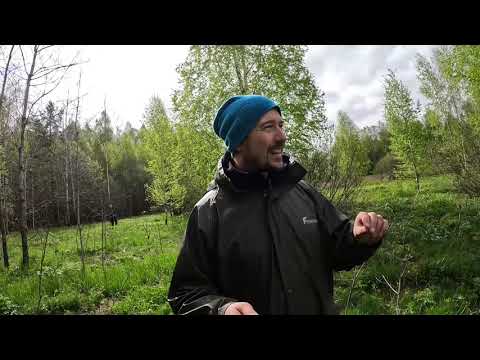 Видео: Живучка ползучая - безгубый цветок