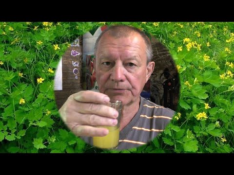 Видео: Чистотел - супер 🍺 квас! Или главный целебный 🍀 фермент Болотова Б. В.