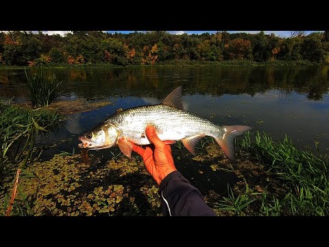 Видео: Не ожидал что клюнет у самых ног. Блесна сработала как ПОППЕР.