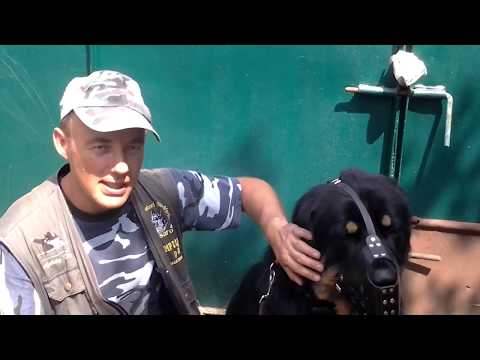 Видео: Тибетский мастиф Цезарь. Особенности подхода к взрослой собаке.
