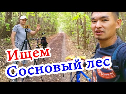 Видео: Велозаезд. Сосновый лес #5