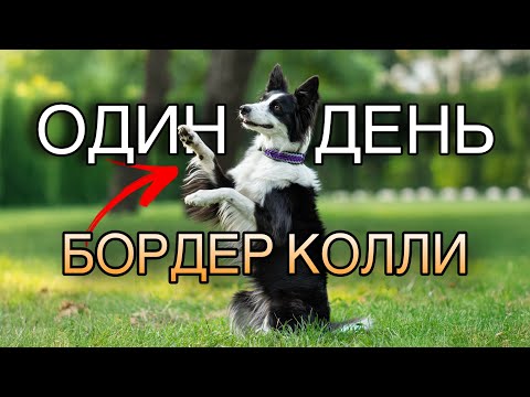 Видео: Один мой день с бордер колли 🐶 Влог с собакой! #окки #бордерколлиокки #деньссобакой #влог #щенок 