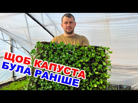 Видео: Вирощування розсади капусти . Як отримати капусту раніше ніж сусіди ?