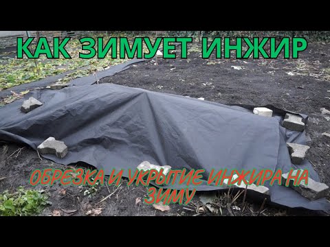 Видео: Готовим инжир к зимовке. Обрезка и укрытие инжира на зиму.