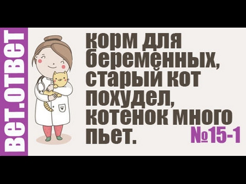 Видео: Чем кормить беременную кошку? Кот похудел и не ест.