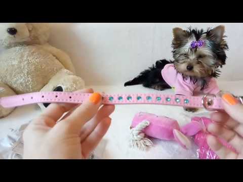 Видео: Распаковка посылок из Китая с AliExpress для йоркширского терьера