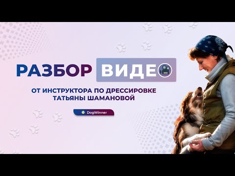 Видео: Собака лает на домофон. Разбор видео от инструктора по дрессировке, кинолога Татьяны Шамановой.