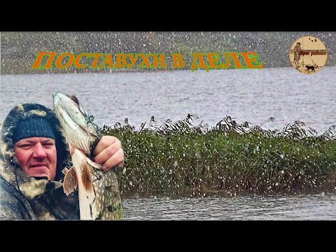 Видео: Рабочий монтаж.Ловля хищника.Тест новых поставух  .Сamping ,fishing,bushcraft.