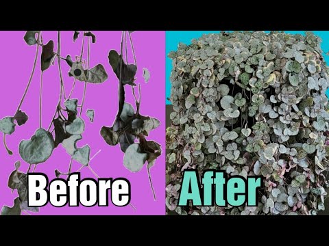 Видео: Хотелось бы знать это о проблемах и советах по игре String of Hearts.