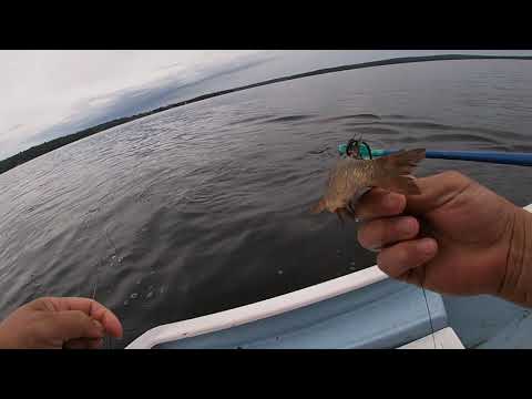 Видео: Удача на продольник!(Перемет)