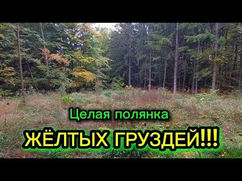 Видео: Жёлтые грузди растут кругами! 