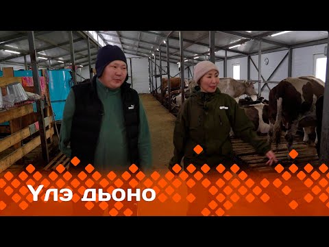 Видео: «Үлэ дьоно»: Нам Аппаанытын фермерэ Ариан Винокуров (14.11.23)